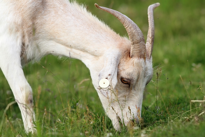 Grazing Goats on The New Amazon Home Services